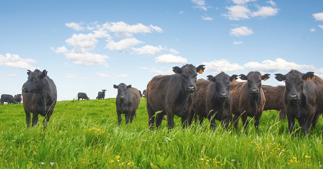 Closeup of Cattle in an open field